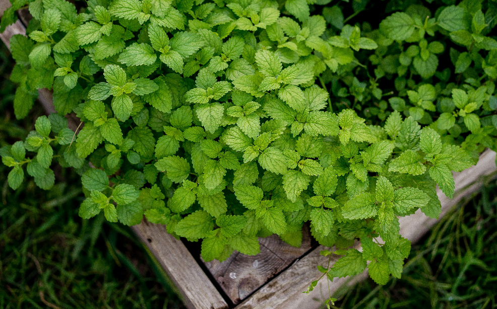 5 Reasons Why Lemon Balm Deserves a Spot in Your Medicine Cabinet