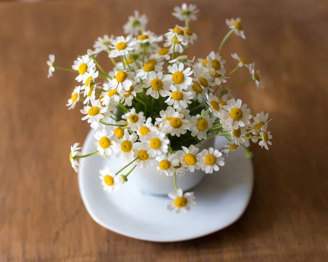 Chamomile Beyond Sleep Support: 5 Lesser-Known Medicinal Wonders of Chamomile