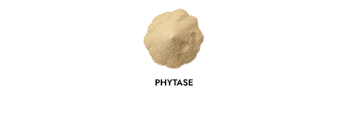 Phytase ingredient